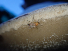 Sciophila rufa