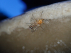 Sciophila rufa