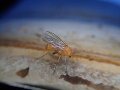 Sciophila rufa