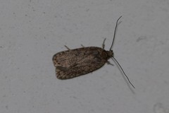 Agonopterix heracliana