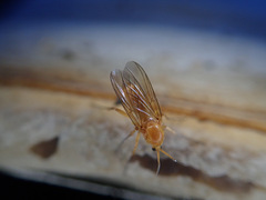 Sciophila rufa