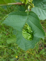 Taphrina tosquinetii