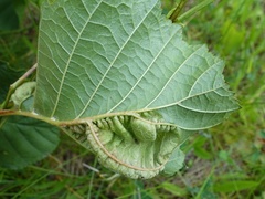 Taphrina tosquinetii