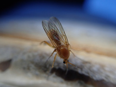 Sciophila rufa