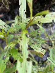 Disonycha pensylvanica