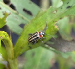 Disonycha pensylvanica