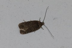 Agonopterix heracliana