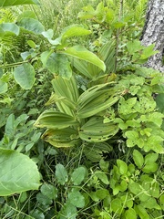 Veratrum dahuricum