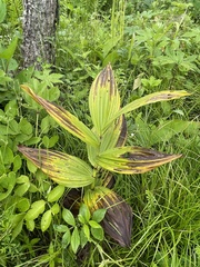 Veratrum dahuricum