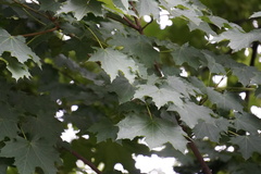 Acer platanoides