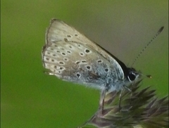 Lycaena tityrus subalpina