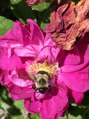 Bombus impatiens