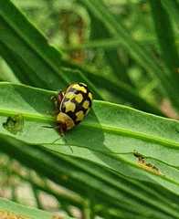 Alagoasa jacobiana