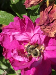 Bombus impatiens