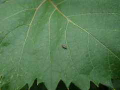 Agrilus derasofasciatus