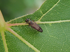 Agrilus derasofasciatus