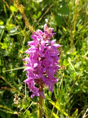 Dactylorhiza praetermissa junialis
