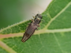 Agrilus derasofasciatus