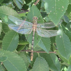 Dromogomphus