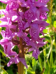 Dactylorhiza praetermissa junialis