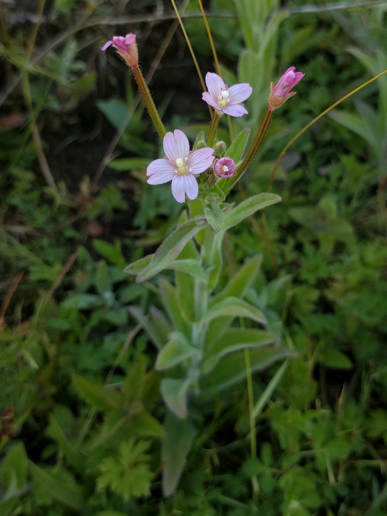 Epilobium parviflorum