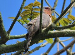 Coccycua pumila