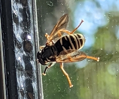 Temnostoma excentrica