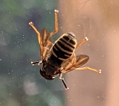 Temnostoma excentrica