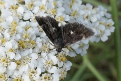 Heliothela
