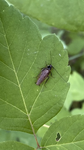 Photo of Dusky Cockroach (Ectobius lapponicus)