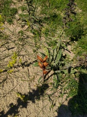 Orobanche caryophyllacea