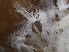 Sciophila rufa