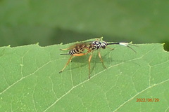 Lymeon orbus