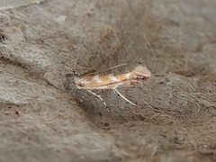 Phyllonorycter argentinotella