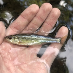 Notropis hudsonius