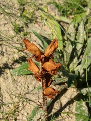Orobanche caryophyllacea