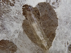 Sciophila rufa