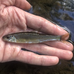 Notropis hudsonius