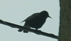 Sturnus vulgaris
