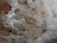 Sciophila rufa