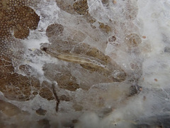 Sciophila rufa