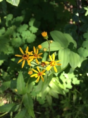 Senecio triangularis