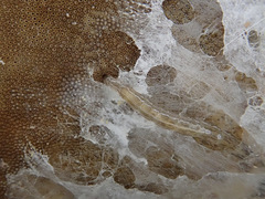 Sciophila rufa