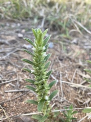Leucas neuflizeana