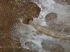 Sciophila rufa