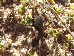 Anachemmis linsdalei