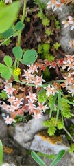 Sedum gracile
