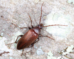 Capnochroa fuliginosa