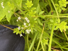 Galium dahuricum