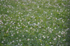 Trifolium repens